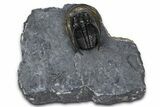 Gorgeous Scotoharpes Trilobite - Boudib, Morocco #382838-3